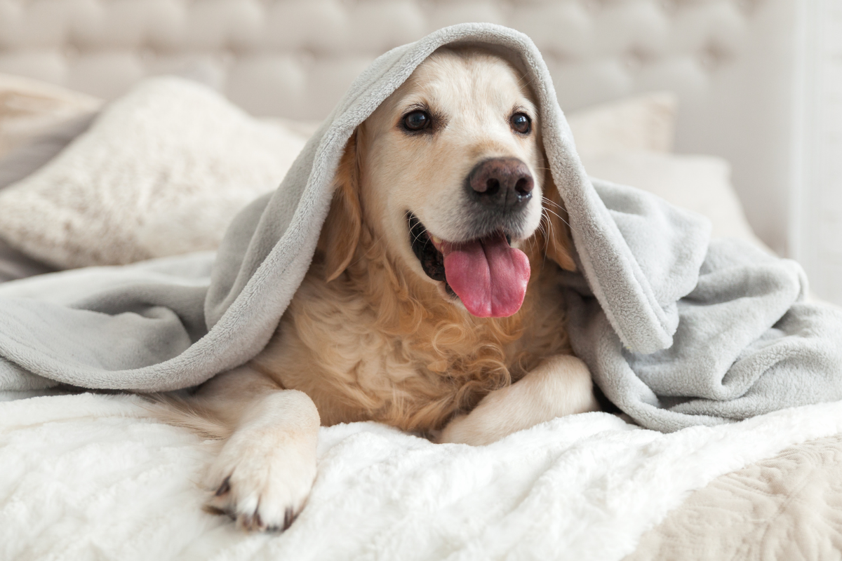 Dog friendly hotel package Leamington Spa, Warwickshire,.
